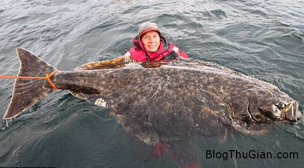 9543a3ab c2b6 4d07 8b7f dc1e9a218d9b Thụy Điển : Bắt được cá khổng lồ dài 2m, nặng hơn 1 tấn