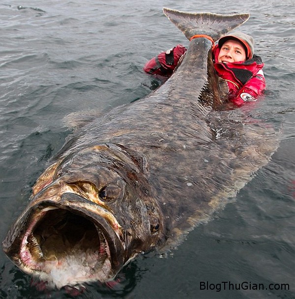 a6c04678 1b51 4302 959e a737b758a0f8 Thụy Điển : Bắt được cá khổng lồ dài 2m, nặng hơn 1 tấn