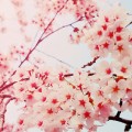 cherryblossom