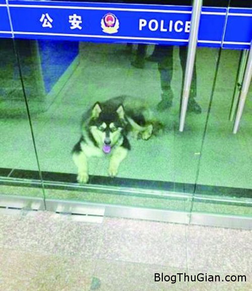 dog 2773 1415758530 Chó đi lạc tự tìm đến sở cảnh sát để nhờ giúp đỡ