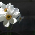 narcissus
