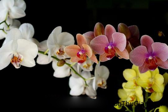 Giải mã giấc mơ thấy hoa phong lan & ngủ nằm mơ thấy mình đang trồng hoa phong lan trong lúc ngủ orchids Giải mã giấc mơ thấy hoa phong lan & ngủ nằm mơ thấy mình đang trồng hoa phong lan trong lúc ngủ