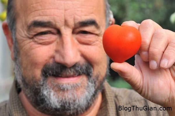 tomato 4757 1411182532 Bán đấu giá quả cà chua có hình trái tim tự nhiên