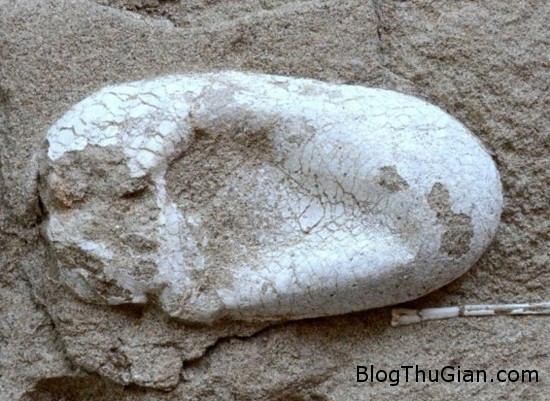 trung1 4152 1402111156 Trung Quốc : Tìm thấy quả trứng khủng long hóa thạch còn nguyên vẹn