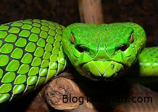 Ý nghĩa giấc mơ thấy bị con rắn lục cắn vào tay ynghiagiacmo 19 Ý nghĩa giấc mơ thấy bị con rắn lục cắn vào tay