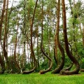 Crooked-Forest-2533-1395726545