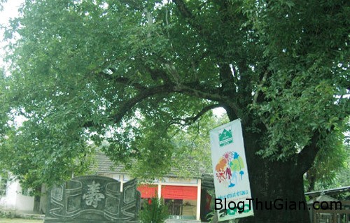 Cây thị bỗng nhiên hồi sinh sau 30 năm chết khô cay 02 2670 1382417568 Cây thị bỗng nhiên hồi sinh sau 30 năm chết khô