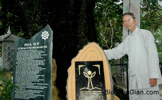 Cây thị bỗng nhiên hồi sinh sau 30 năm chết khô cay01 2443 1382417568 Cây thị bỗng nhiên hồi sinh sau 30 năm chết khô