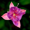 Fuchsia_2008