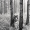 Gray_Wolf
