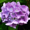 Hortensia_mauve1