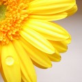 Yellow-color-flower-wallpaper-1