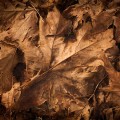 brown-leaves