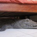 PIC FROM CATERS - (PICTURED:The 150kg croc under Guys bed) - This is one man who didnt need an ALARM CROC - after waking up to find an eight foot crocodile hiding under his bed. The clever croc sneaked into the Humani lodge, Zimbabwe and spent the entire night lying quietly, just centimetres beneath an oblivious Guy Whittall. Astonishingly the giant croc managed to stay hidden for more than eight hours and the following morning Guy even perched on the edge of his bed organising his day -  unaware of the fact that a 150kg croc lay just fractions away from his dangling feet. SEE CATERS COPY
