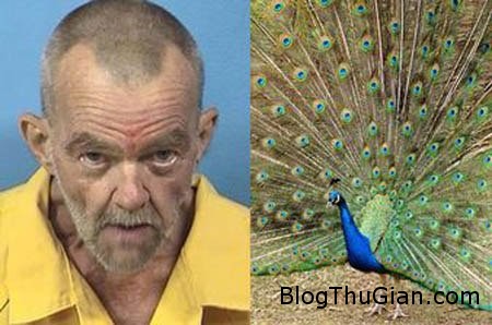 peacock1 301119 1368588834 600x0 Cụ ông 63 tuổi bị buộc tội sex với công