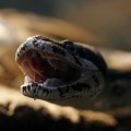 A boa constrictor is seen at the National Institute of Biodiversity in Santo Domingo de Heredia