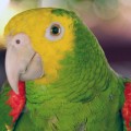 6-parrot-10-animals-with-human-8485-1192-1379585516