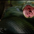 Anaconda_by_CedricoIkari