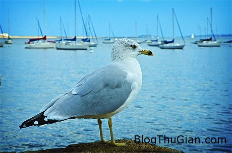 Giải mã giấc mơ thấy Hải âu & ngủ nằm mơ thấy Mòng biển boston7 1348805888 480x0 Giải mã giấc mơ thấy Hải âu & ngủ nằm mơ thấy Mòng biển