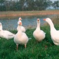 geese-1374741356_500x0