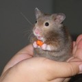 hamster-265439-1372828379_600x0