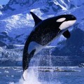 killer-whale-269994-1368801955_500x0