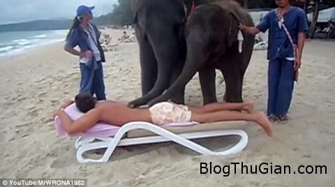 ky la dich vu mat xa bang nhung chu voi 5646162 Dịch vụ  mát xa bằng voi ở Thái Lan