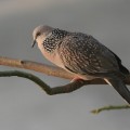 spotteddovestreptopelia-300644-1368107426_500x0