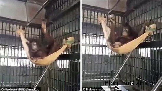 Chú đười ươi thông minh biết thắt chăn làm võng rồi leo lên nằm duoi uoi khon nhu ran biet mac vong nam danh du nhu nguoi 1 Chú đười ươi thông minh biết thắt chăn làm võng rồi leo lên nằm