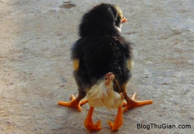 Kỳ lạ gà mới nở có 4 chân ở Nghệ An ga 4 chan Kỳ lạ gà mới nở có 4 chân ở Nghệ An