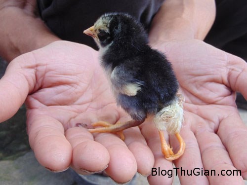 Kỳ lạ gà mới nở có 4 chân ở Nghệ An ky la ga 4 chan 1 Kỳ lạ gà mới nở có 4 chân ở Nghệ An