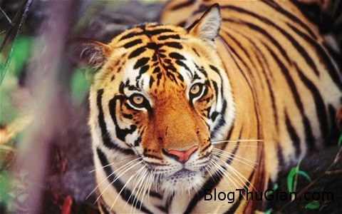 Giải mã giấc mơ thấy Hổ & ngủ nằm mơ thấy Cọp tiger 1366856347 500x0 Giải mã giấc mơ thấy Hổ & ngủ nằm mơ thấy Cọp