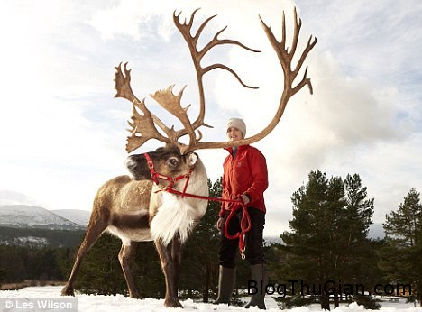 Giải mã giấc mơ thấy Tuần Lộc & ngủ nằm mơ thấy con Tuần Lộc tuan loc 3 633727 1371248667 500x0 Giải mã giấc mơ thấy Tuần Lộc & ngủ nằm mơ thấy con Tuần Lộc