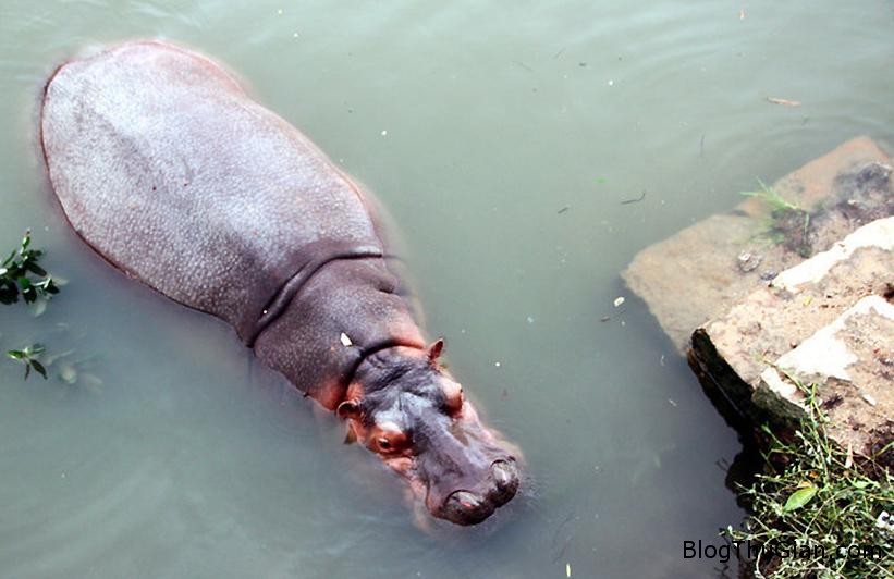 Giải mã giấc mơ thấy Hà Mã & ngủ nằm mơ thấy Hà Mã untitled JPG 8451 1379988177 Giải mã giấc mơ thấy Hà Mã & ngủ nằm mơ thấy Hà Mã