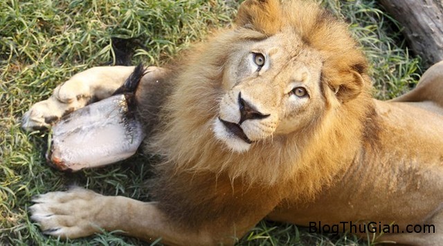 vuon thu gay soc khi tuyen bo mo su tu truoc mat cac du khach Vườn thú quyết định mổ bụng sư tử trước mặt du khách
