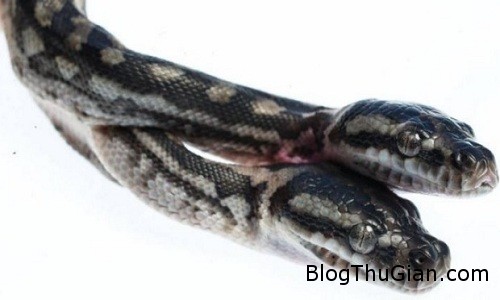 Con trăn thảm hai đầu kỳ lạ ở Australia 1455276896664 8054 1456124623 Con trăn thảm hai đầu kỳ lạ ở Australia