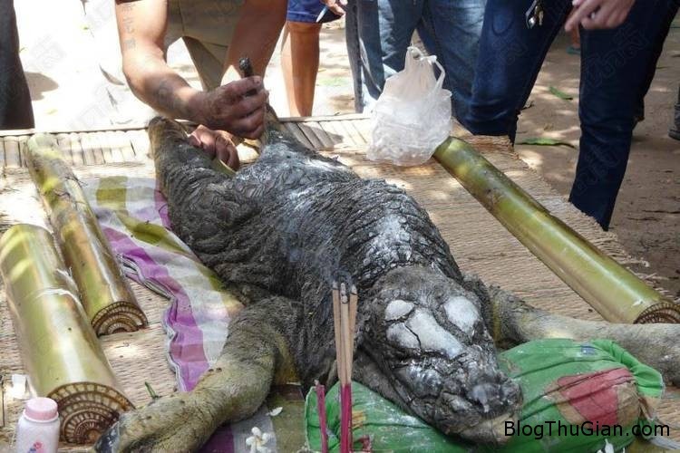 chuyen la the gioi quai thu 1  Phát hiện quái thú cá sấu mình trâu kỳ lạ ở Thái Lan